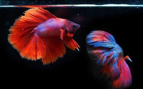 鱼缸降温风扇有用吗？全网最全科学揭秘与实操指南
