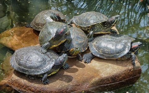 鳄龟凶猛吗？深度解析2026养龟必读：行为、生理与科技监控全流程