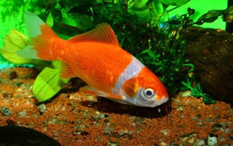 全网最全鱼虱子去除指南：彻底解决你的水族难题