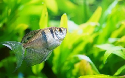鱼缸水流太大怎么办？全网最科学细致的深度解析