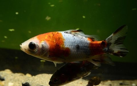 锦鲤鉴赏标准全解析：权威细节与AI赋能实战指南