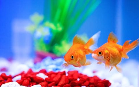 家庭水族箱智能化：全流程深度指南与AI落地应用