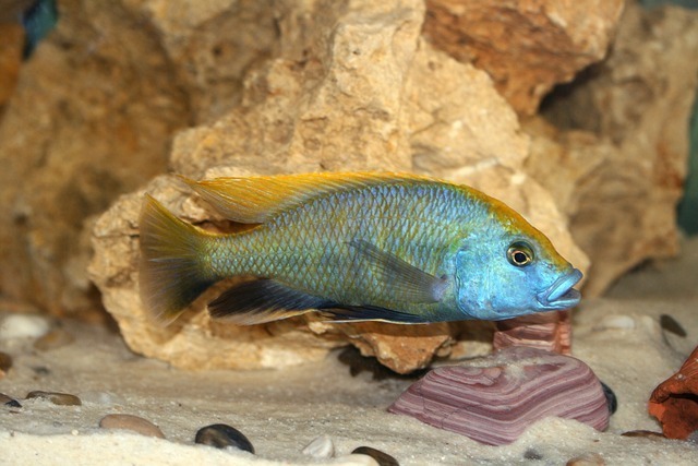 观赏鱼炸鳞（立鳞病）全网最全深度解析：成因机理、AI监控与防治实操 3