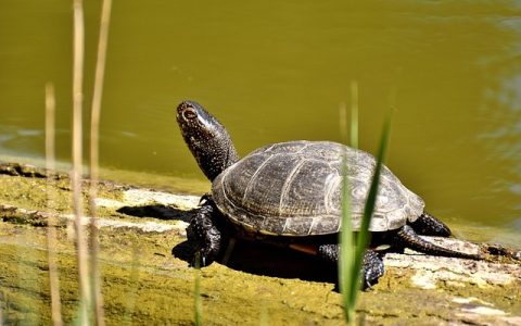 鳄龟凶猛吗适合家养吗：科学养宠深度解析与风险评估