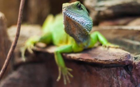 睫角守宫饲养指南：全网最细节深度解析（极致生物+科技优化版）